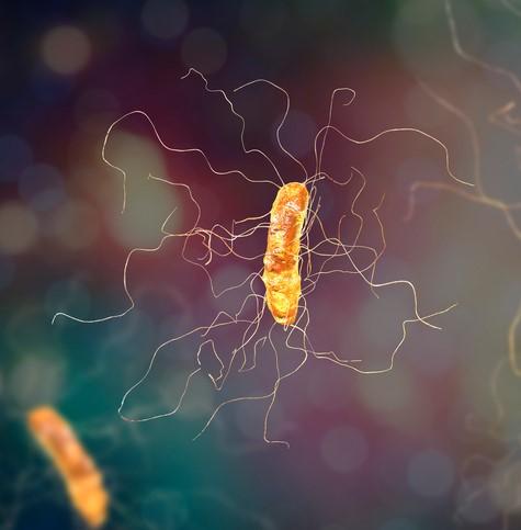 C difficile bacteria under microscope