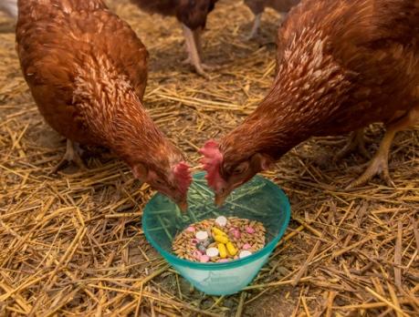 Chickens with antibiotics and feed