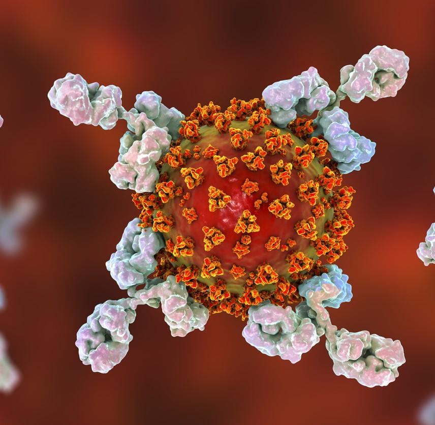 covid antibodies