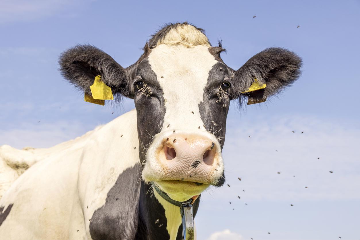 Dairy cow and flies