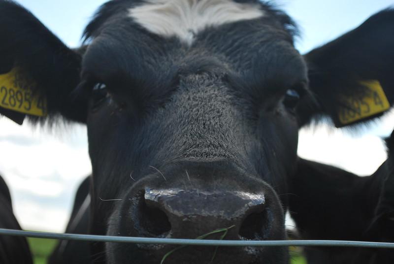 cow close up
