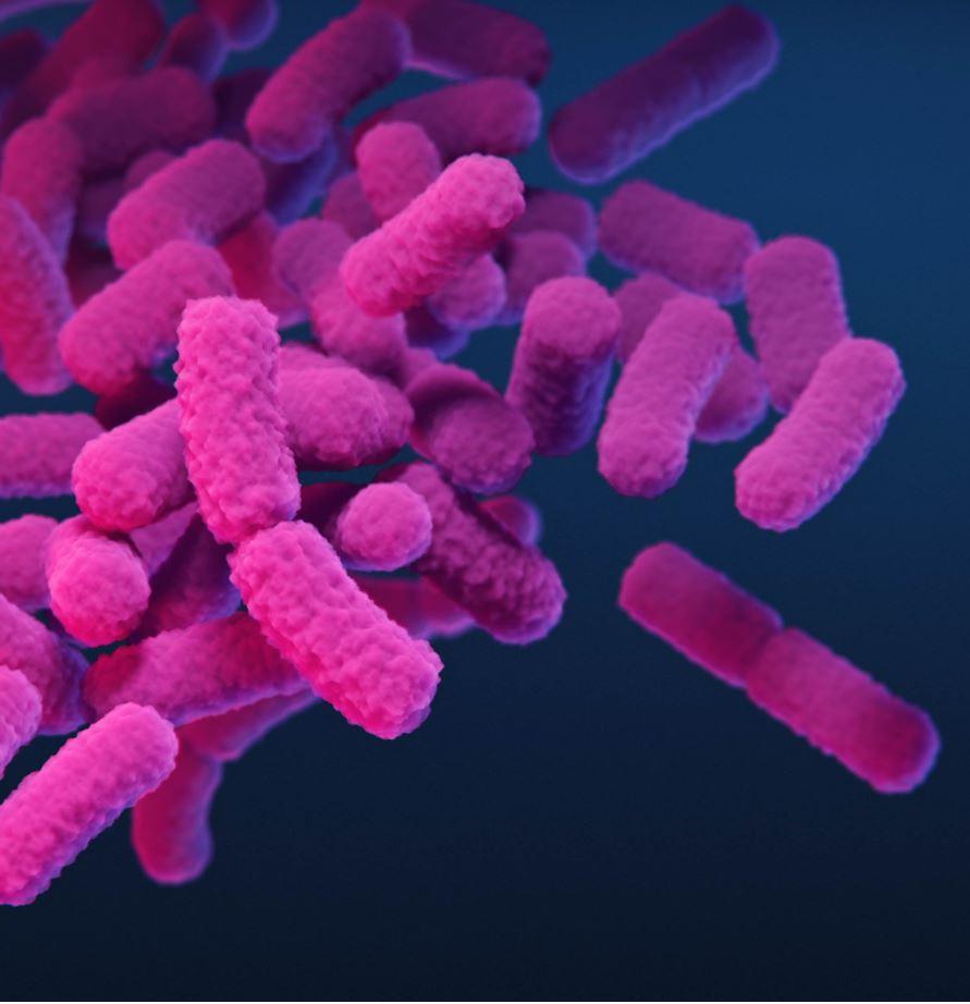 Carbapenem-resistant Enterobacterales