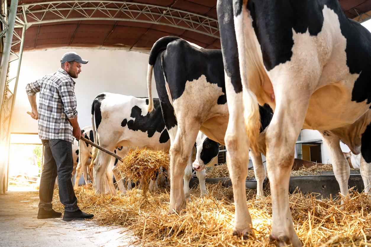 dairy worker