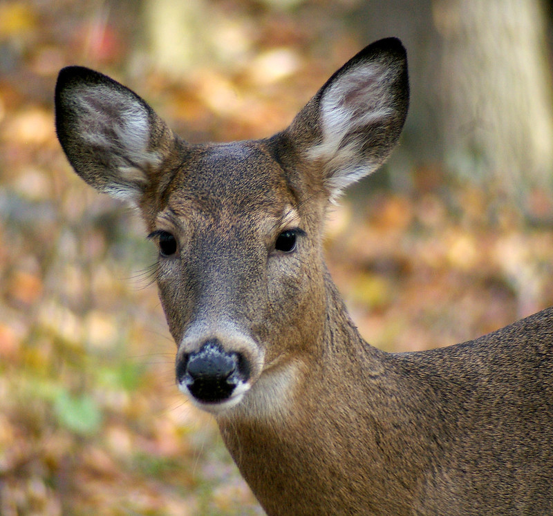 white tail doe