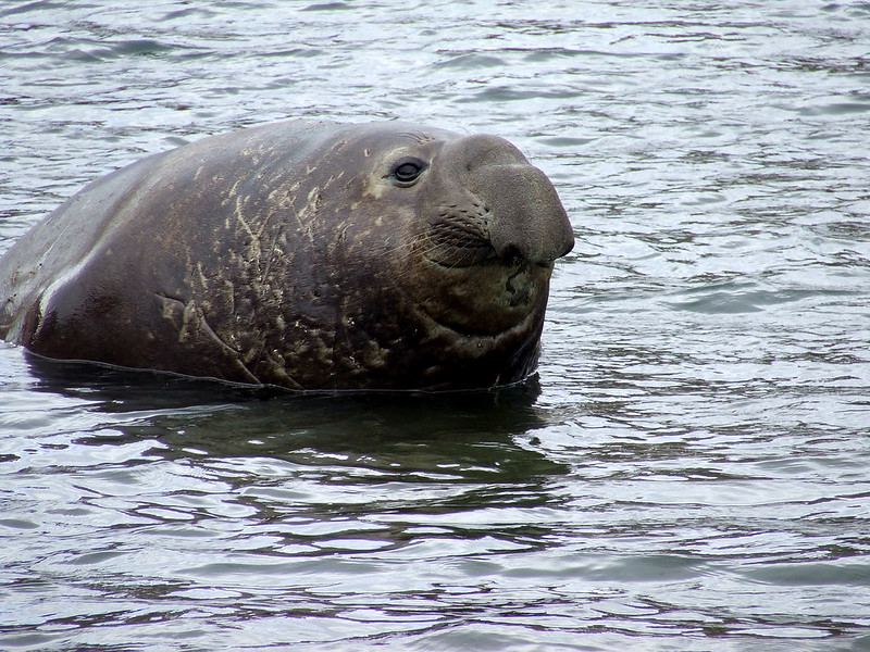 Elephant seal