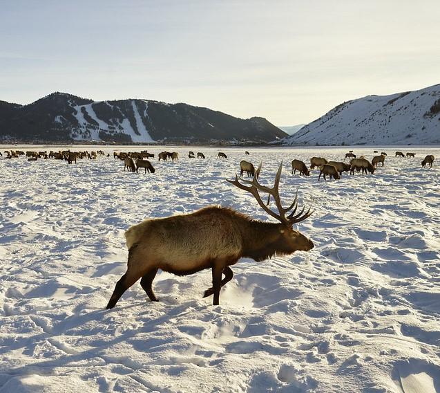 Elk in snow