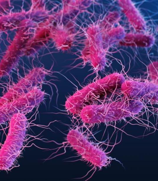 C difficile bacteria