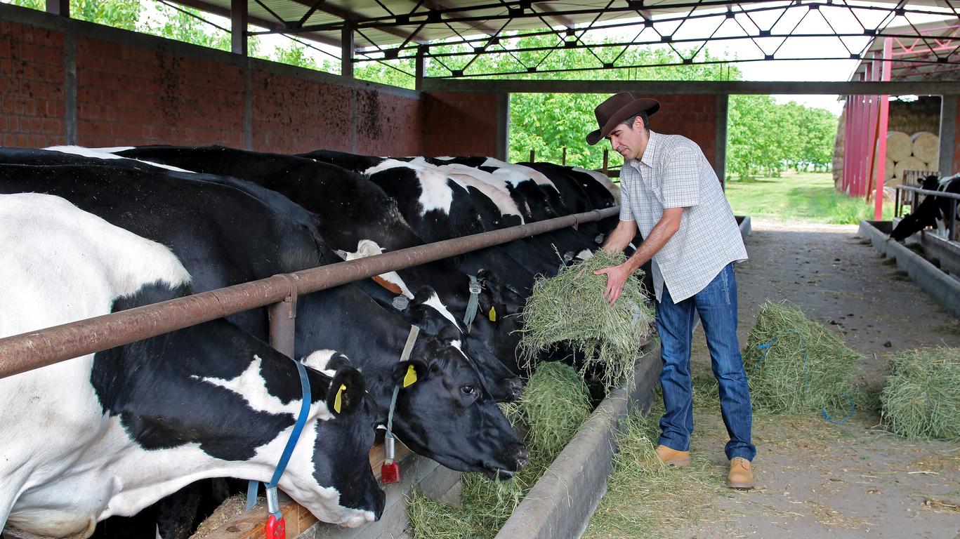 Farmer feeding cows