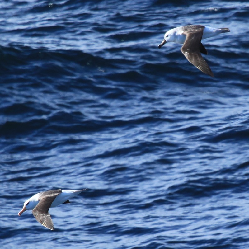 fulmars