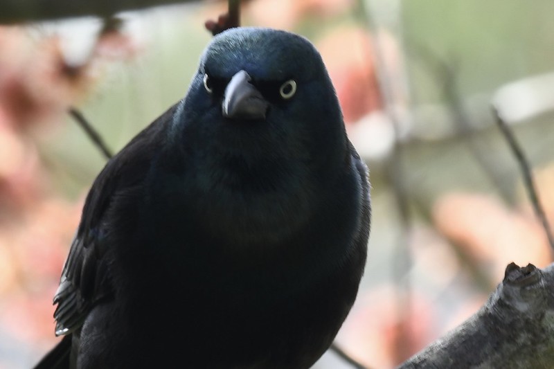 grackle