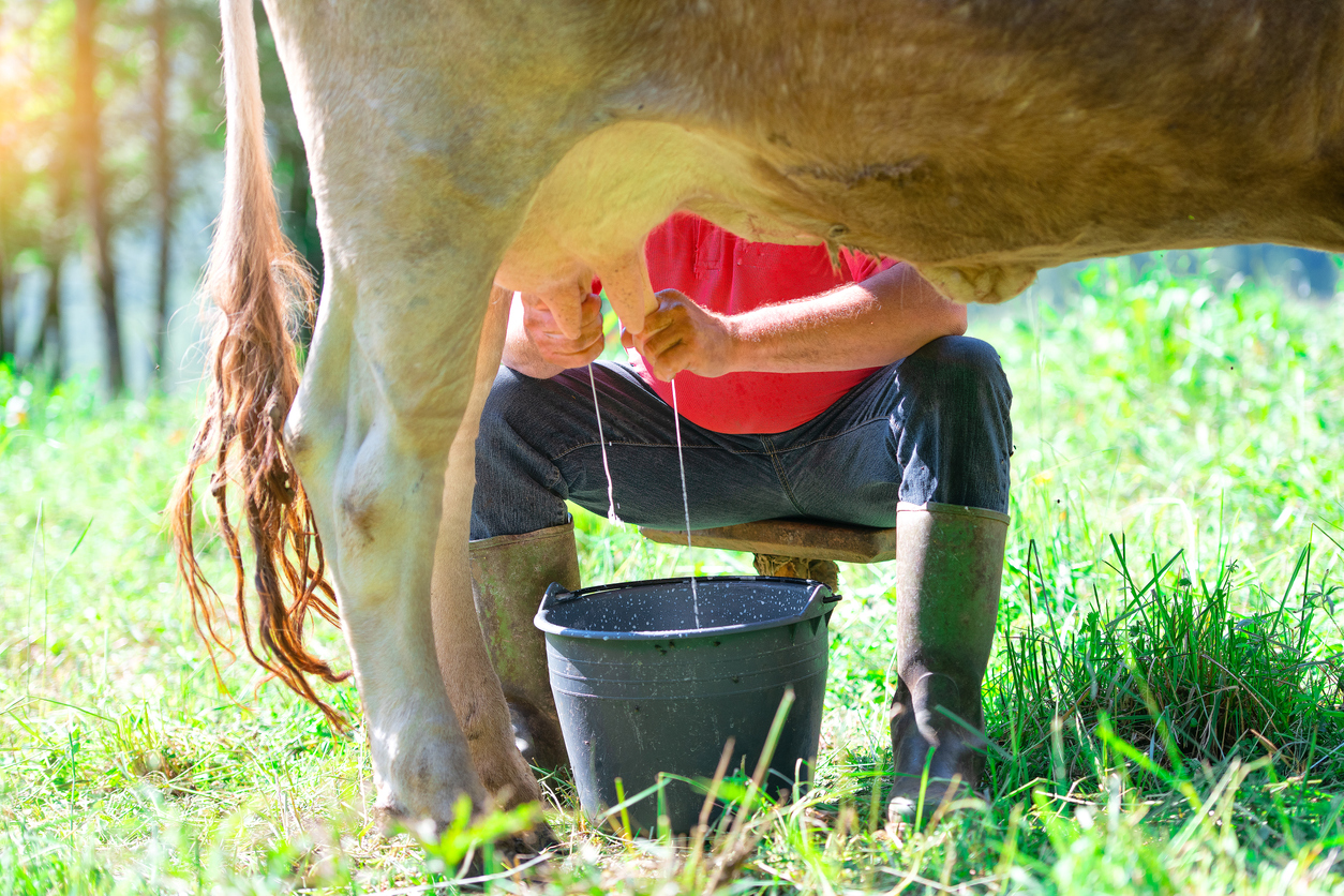 hand milking