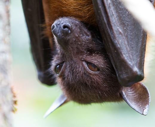 Fruit bat hanging upside down.