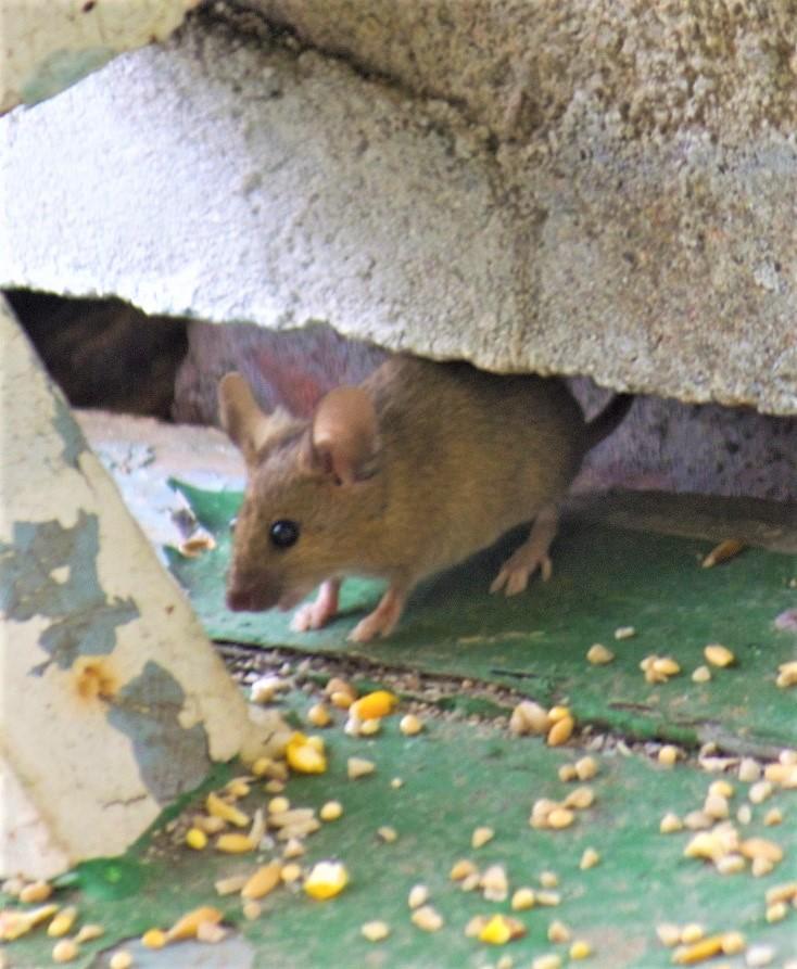 mouse in house