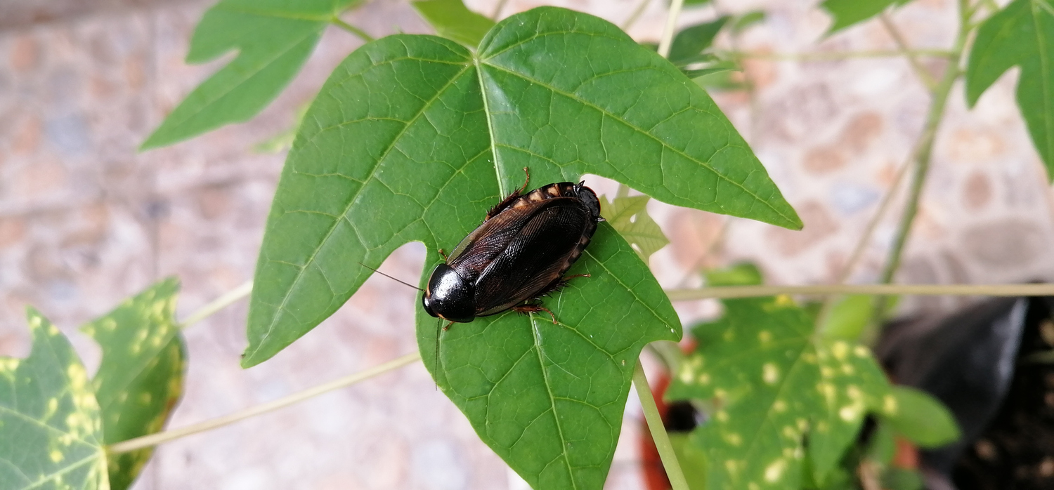 Cockroach