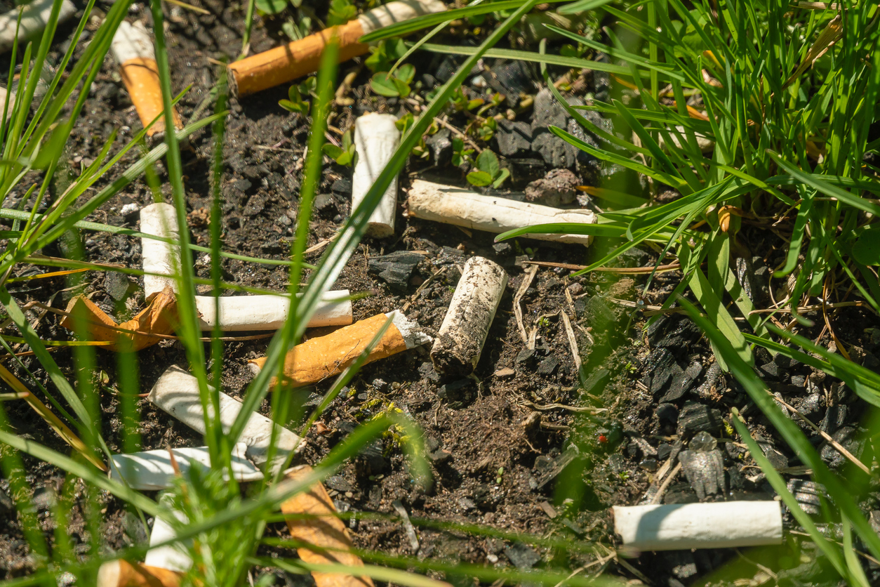 Cigarette butts in grass