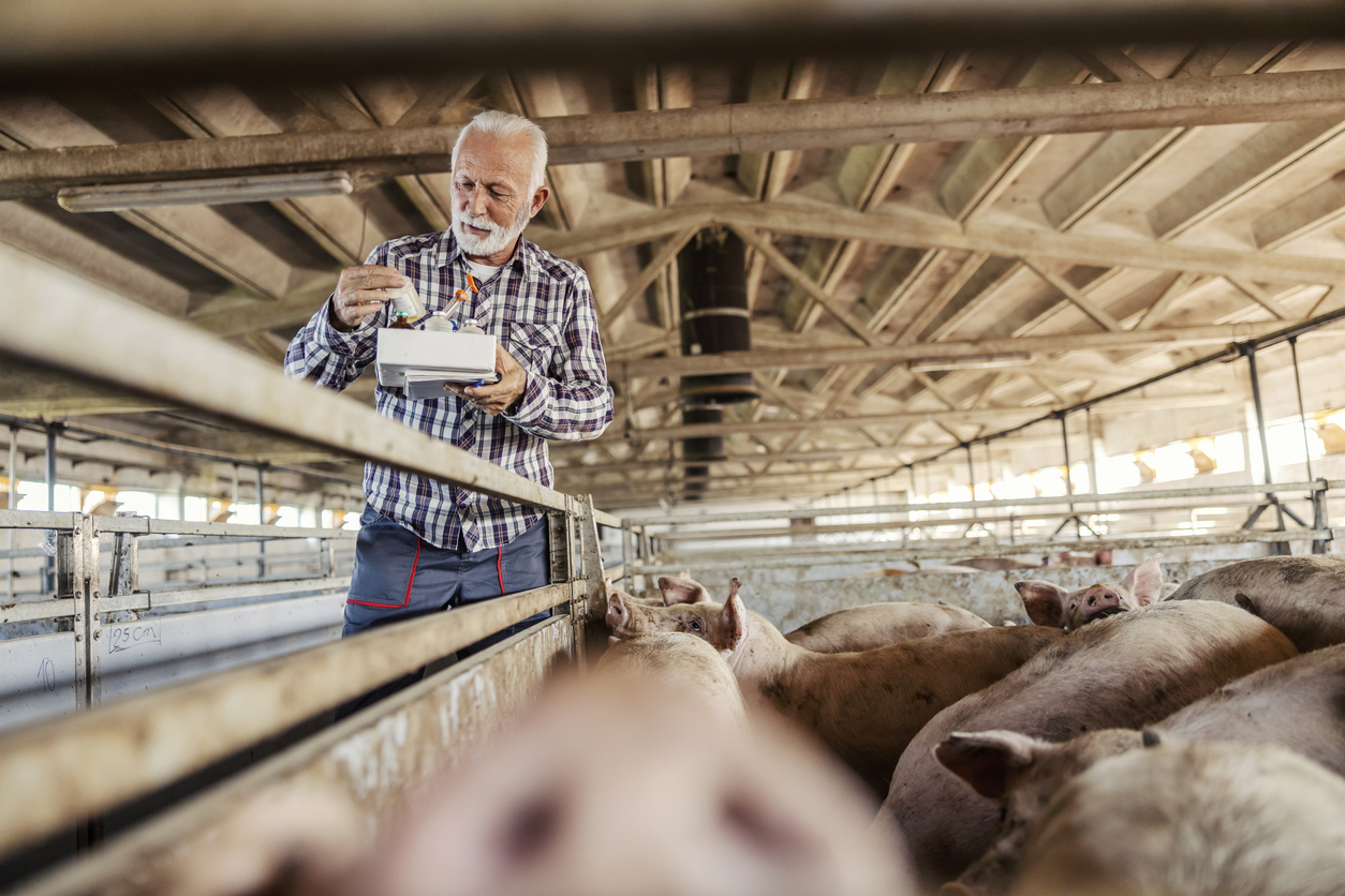 Farmer with medicine for pigs