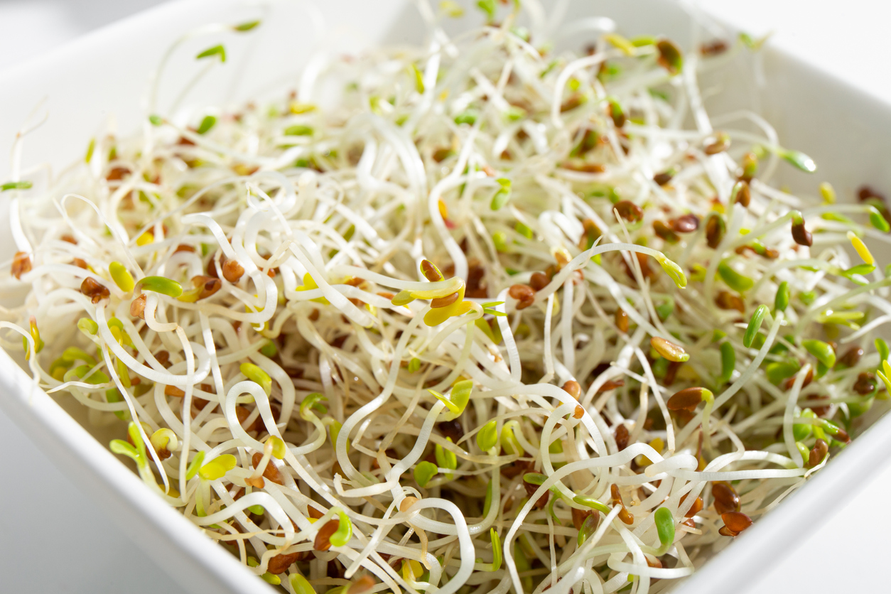 Alfalfa sprouts