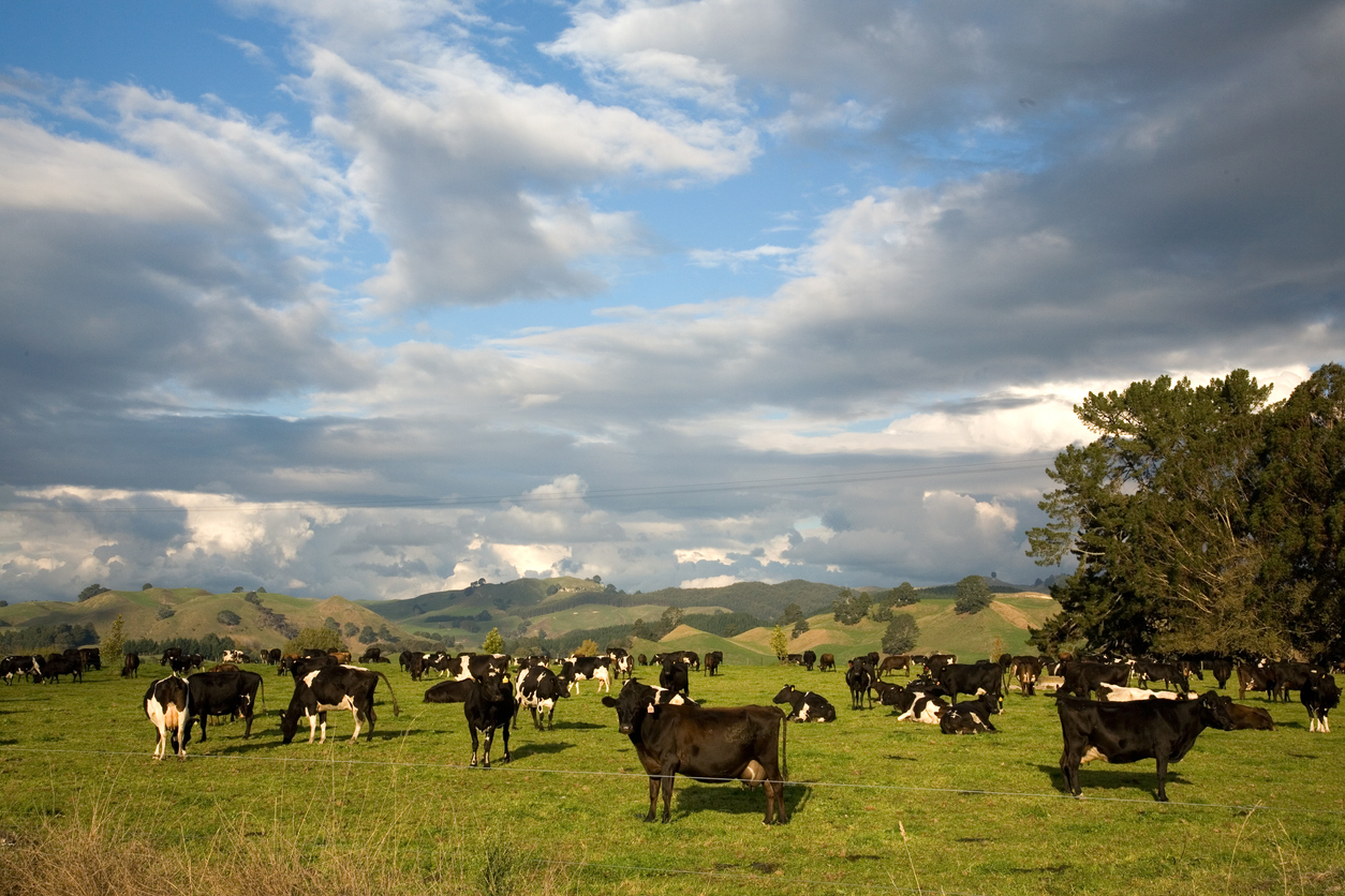 Dairy cows in New Zealand