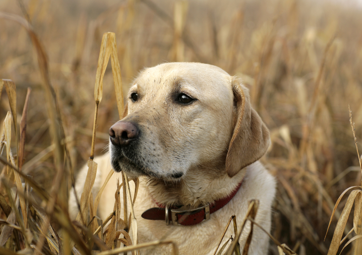 hunting dog