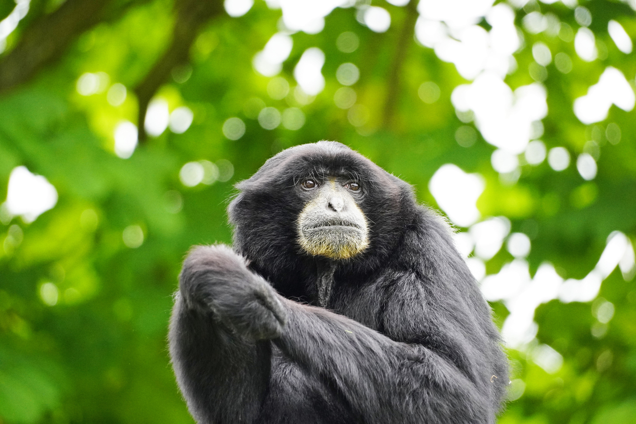 Siamang in a zoo