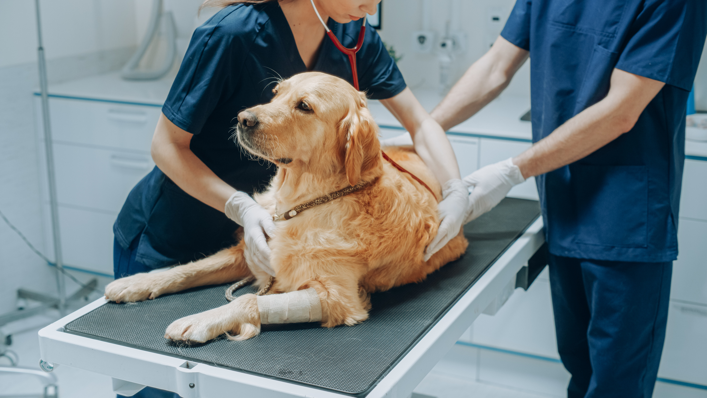Dog being treated by vet