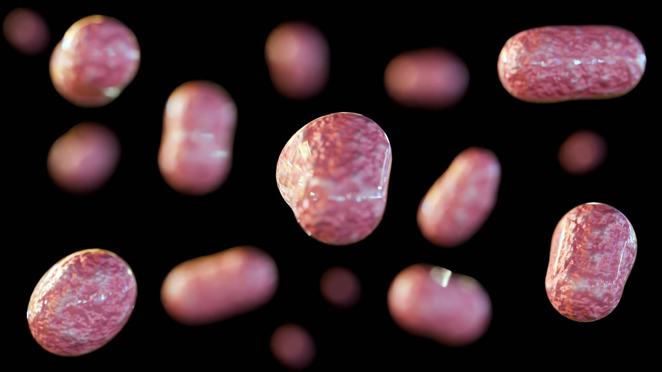 bacteria