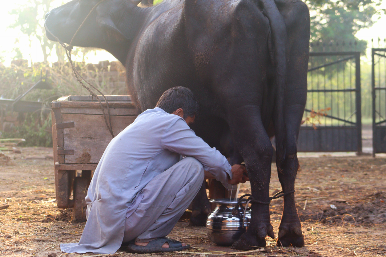Pakistani man milking a cow