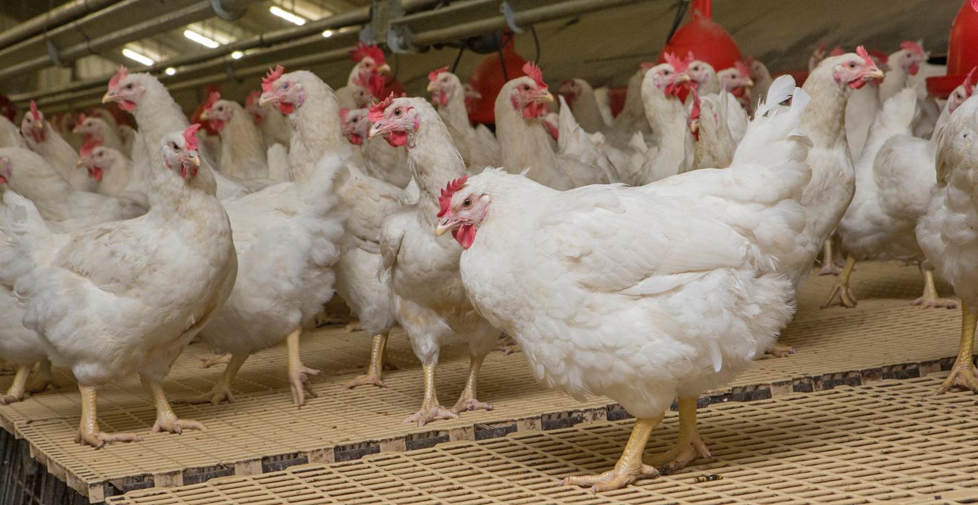 chickens on farm