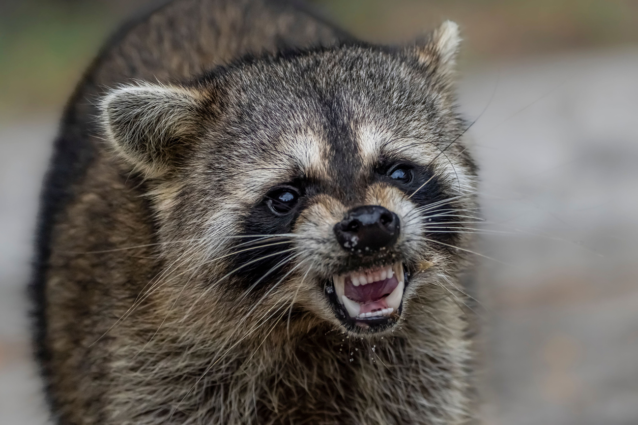 Close-up shot of a raccoon snarling with bare teeth. 