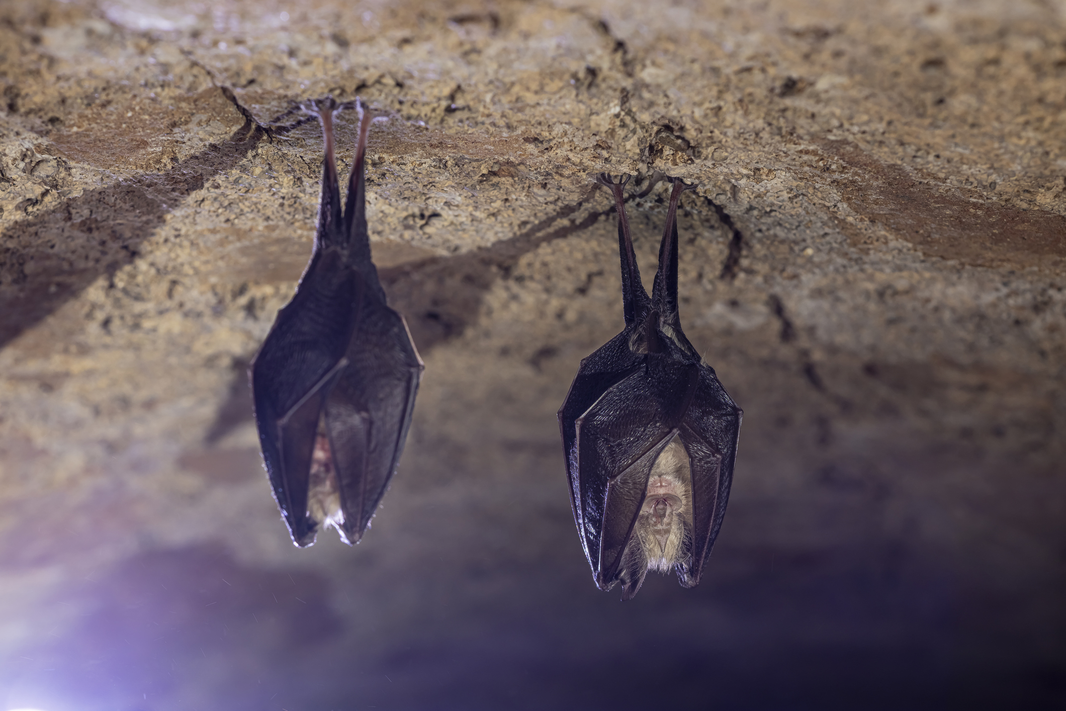 Two sleeping horseshoe bats hang upside down in a cave with their wings wrapped around their bodies.