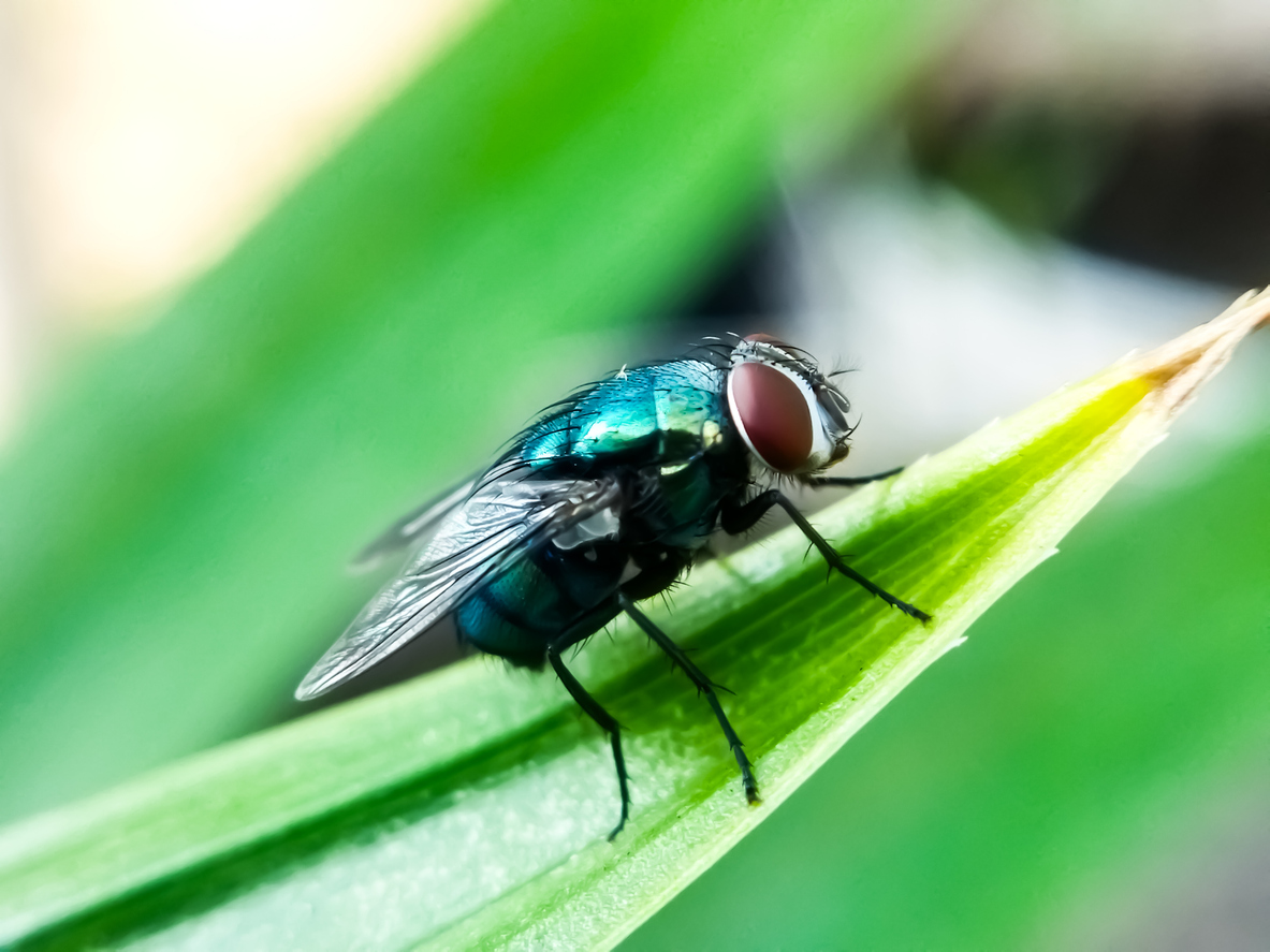 Cochliomyia hominivorax, the New World screw worm fly