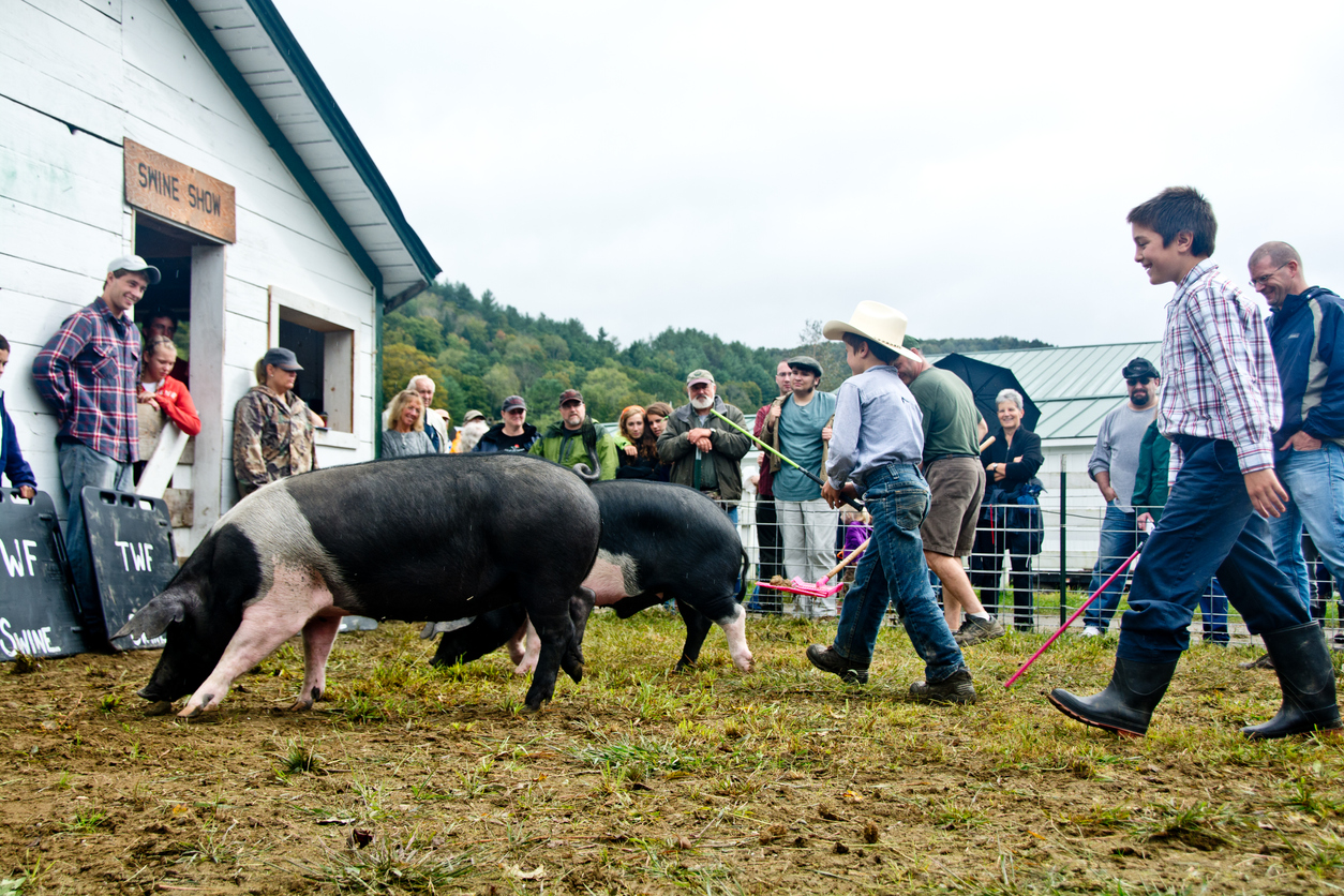 Pigs at a fair