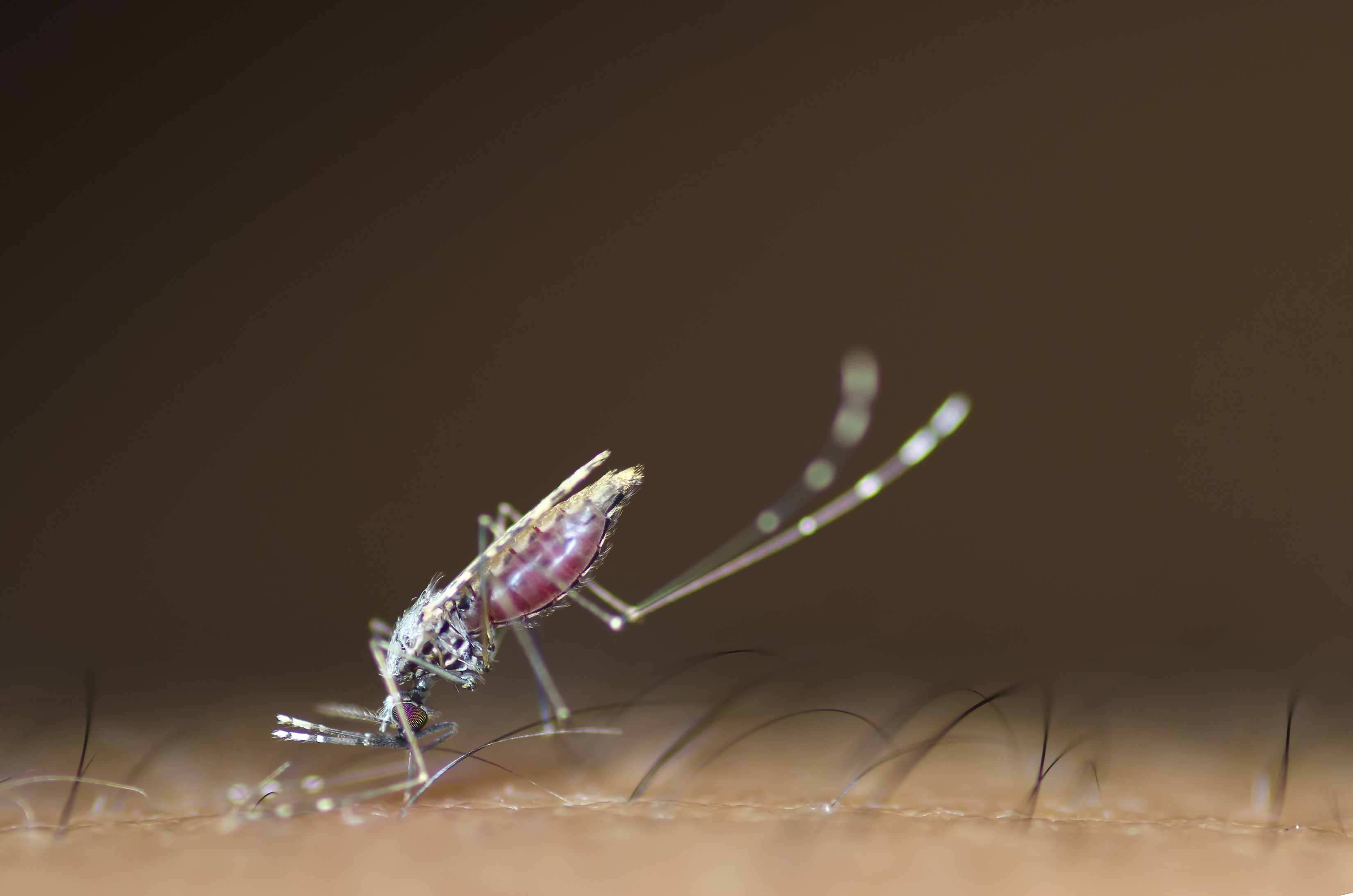 As Anopheles mosquito biting a human.