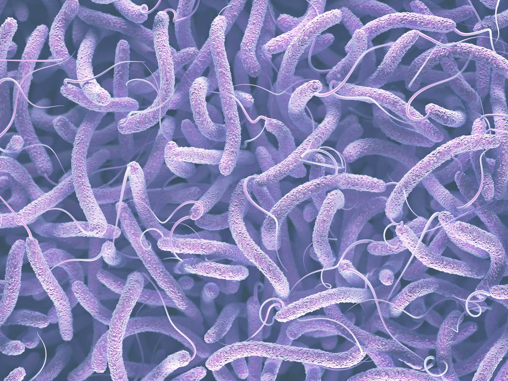 Vibrio cholerae bacteria