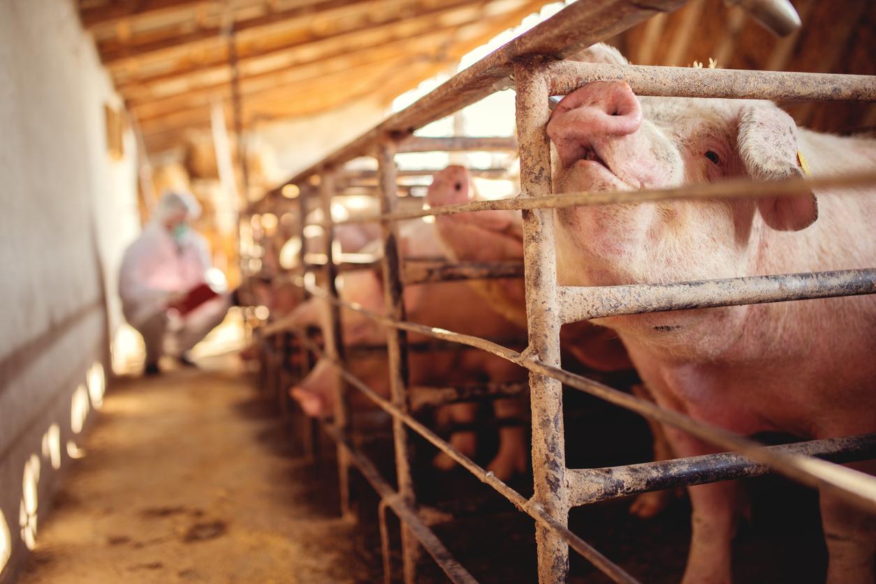 Pigs in a barn