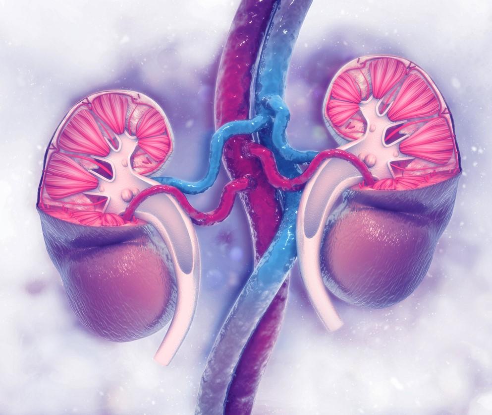 Kidney illustration