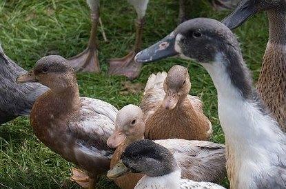 mixed duck flock