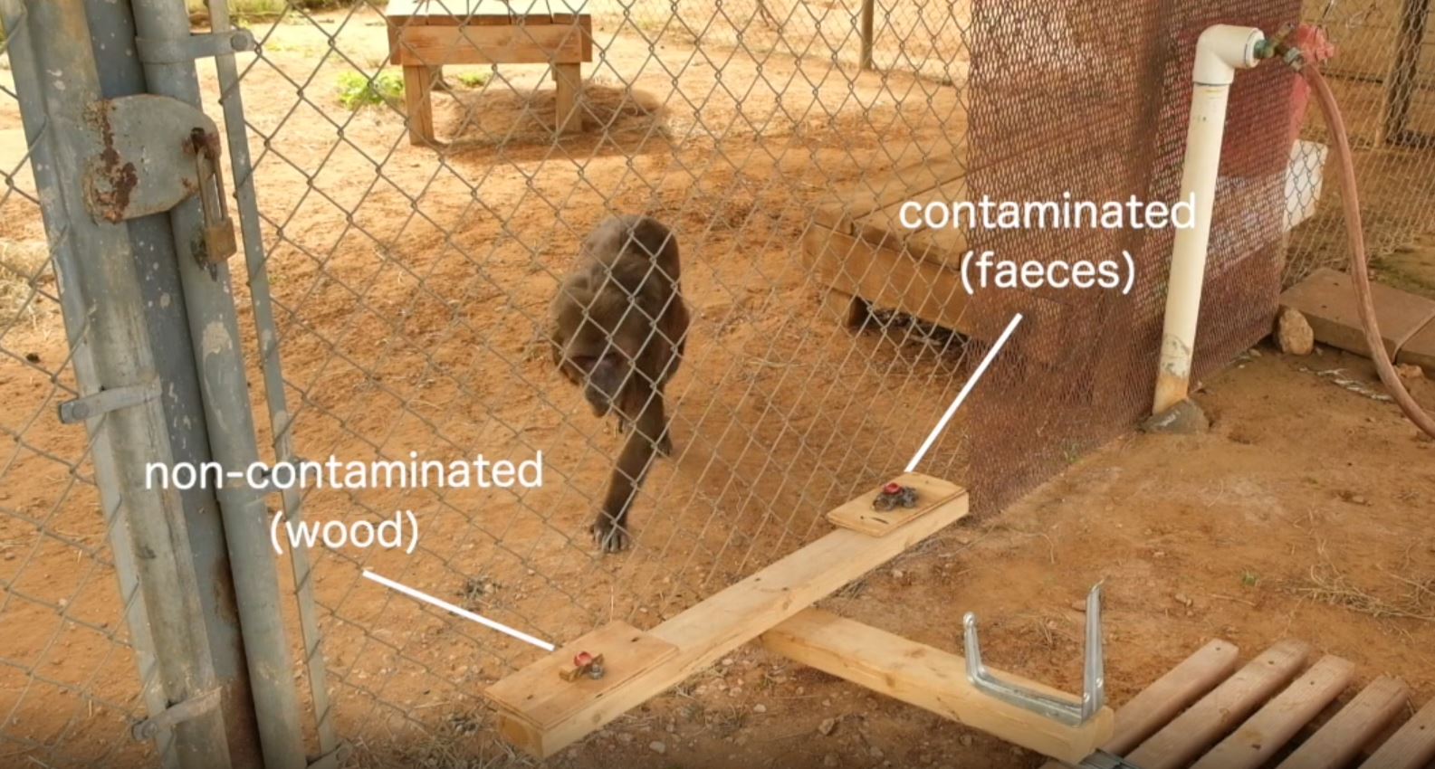 A macaque in an enclosure walks up to a fence. On the other side, grapes are placed on both wood and epoxy-coated feces. The monkey headed toward the grape on the wood.