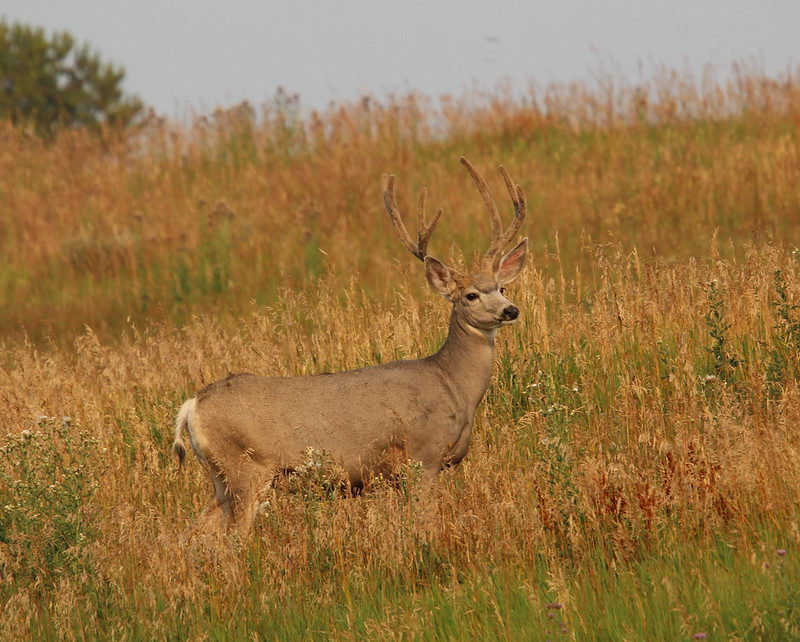 mule deer buck