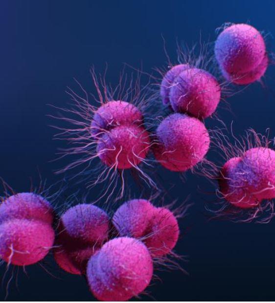 Neisseria gonorrhea illustration