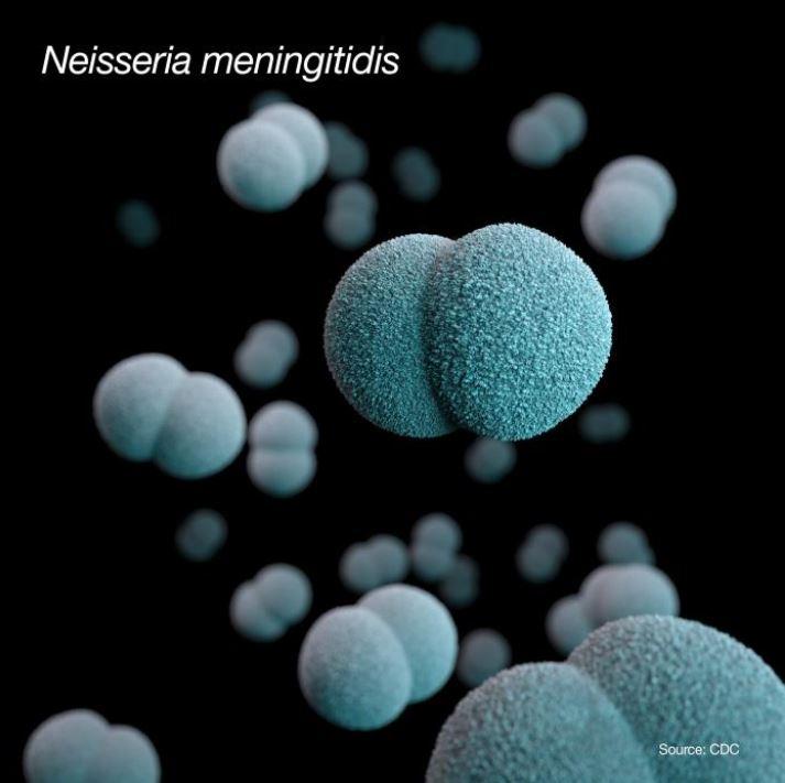 Neisseria meningitidis