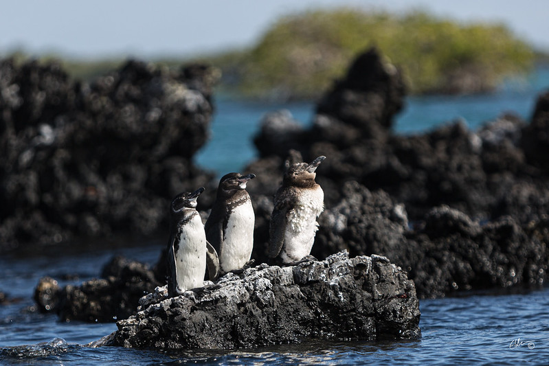 Galapagos penguins