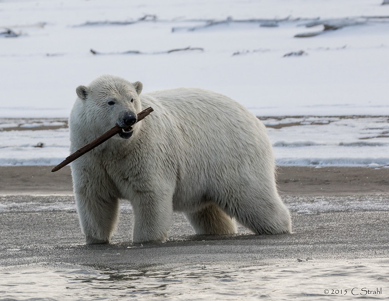 polar bear