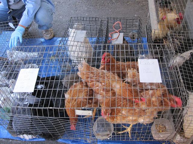 chickens in cage