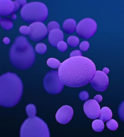 Candida auris