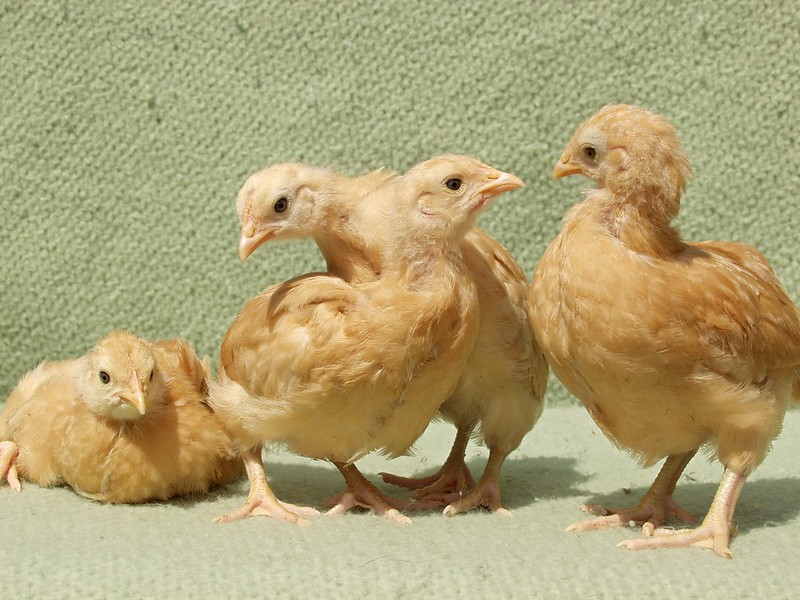 pullets