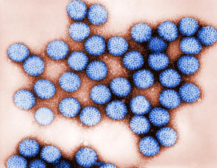 Rotavirus