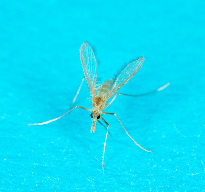 sandfly