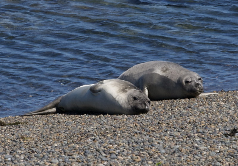 sea elephants