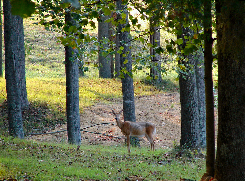 skinny deer